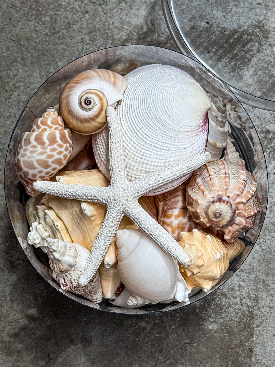 Orange / cream white Shell tub– Health of Mind Art